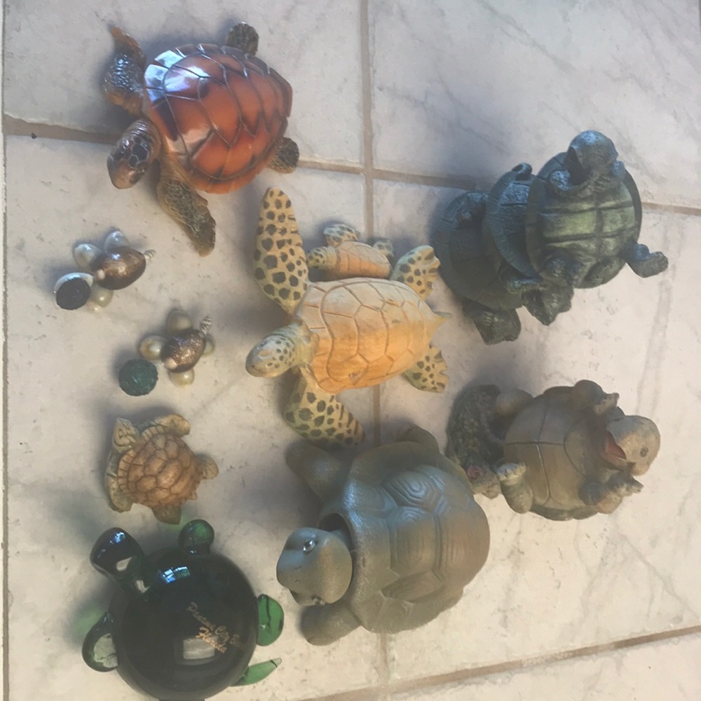 Turtles 🐢 - Picture 2 of 2